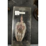 Pigeon taxidermy specimen teaching aid, cased