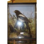 Taxidermy magpie, cased - case loose to joints
