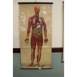 Large vintage St John's Ambulance anatomical lithograph scroll showing the muscle groups, artwork by