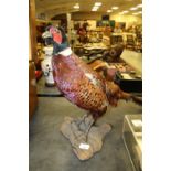 Taxidermy pheasant