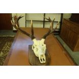 Deer antlers mounted on oak shield