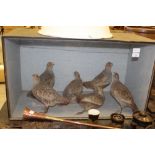 Victorian cased taxidermy partridges