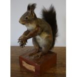 Taxidermy Red Squirrel, mounted by K.G. Samuelsson, with handwritten paper label dated 1962, 24cm