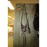 Equine Dentistry bridle