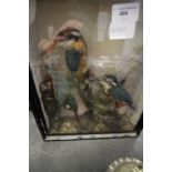 Antique Taxidermy Group - 3 Kingfishers, Cased