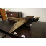 Taxidermy Pheasant