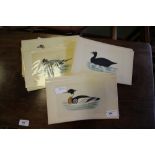 40 Hand Coloured Engravings of Ducks & Geese (Morris' Birds 1856)