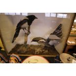 Antique Taxidermy Group - Pair Magpies, Cased