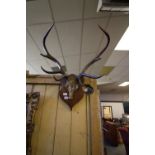 Pair mounted eight point antlers