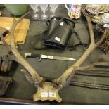 Mounted antlers