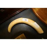 Marine ivory tusk