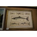 Young salmon- educational prints