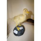 Taxidermy Duckling