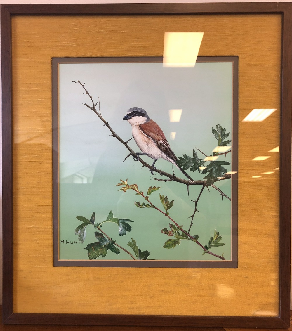 Alan M. Hunt (b.1947) - Acrylic - Bullfinch, 32cm x 27cm, signed, framed