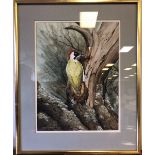 Ralph Waterhouse (b. 1943) - Watercolour - Green Woodpecker, 39cm x 30cm, signed, framed and also