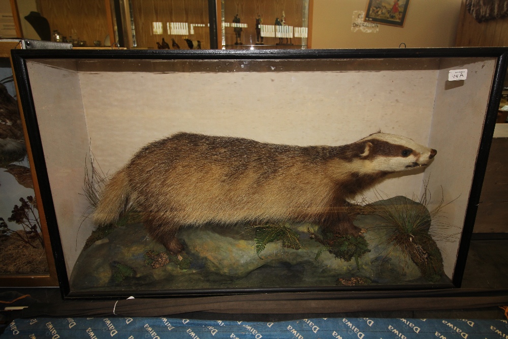 Early 20th century taxidermy badger in glazed case