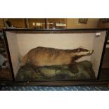 Early 20th century taxidermy badger in glazed case