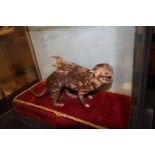 Victorian Taxidermy Morbid Anatomy Kitten Specimen