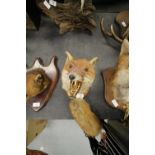 Taxidermy fox mask and brush