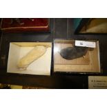 Taxidermy Mole & Albino Mole - cased