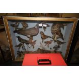 Victorian/Edwardian taxidermy bird display in case