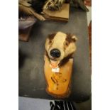 Taxidermy Badger mask