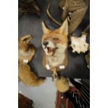 Taxidermy fox mask and brush