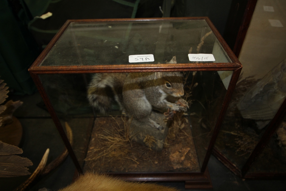 Oak glazed taxidermy squirrel display, reportedly Mike Gadd