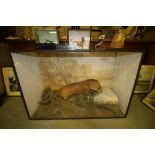 Early 20th C Taxidermy Otter bitch (cased) 1916 Mr W Thompson