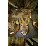 Taxidermy Roe Deer head on oak shield