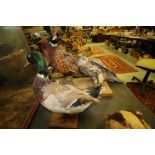 Taxidermy Duck, Pheasant, Buzzard (buzzard withdrawn)