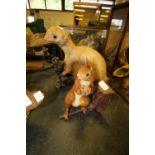 Taxidermy Polecat & Squirrel (SPORTING SALE)
