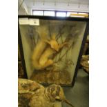 Victorian cased taxidermy red squirrel specimen