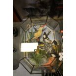 Edwardian Tropical Bird Taxidermy Display - Edward Gerrard