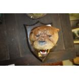 Taxidermy Otter Mask N.C.O.H. 29.04.37 P.Spicer & sons