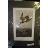 Archibald Thorburn Print - Snipe