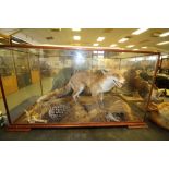 Taxidermy fox in naturalistic setting in oak glazed case