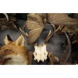 Part deer skull and antlers
