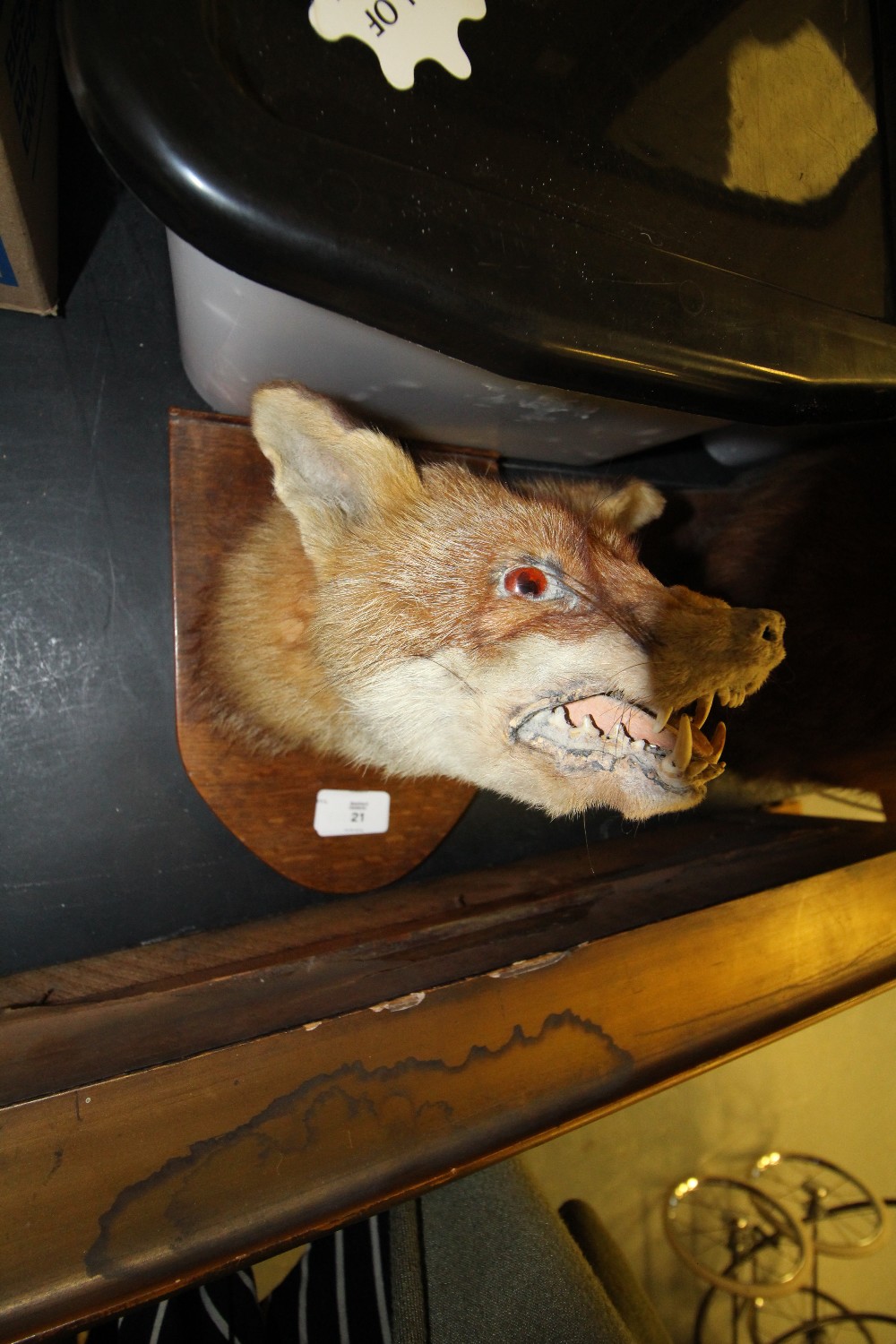 Taxidermy Fox Mask - Image 2 of 2