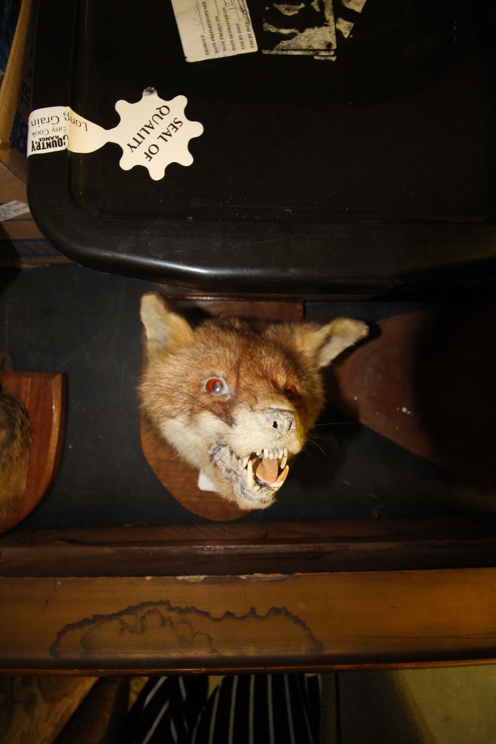 Taxidermy Fox Mask