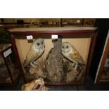Victorian taxidermy barn owl in case display