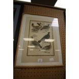 Engraving - S. Milne Tetran Grouse - framed