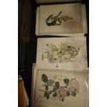 10 Hand-coloured engravings of Flowers c1820-1830
