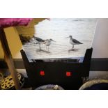 Portfolio Case with Quantity of Bird Photographs