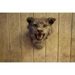 Antique European Wildcat head, 29cm high, old exhibition/trade label to base (a.f.), sold with CITES
