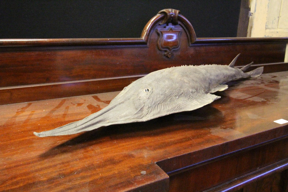 Antique Eagle Ray specimen, 128cm long (a.f.), sold with CITES A10 certificate - Image 3 of 3