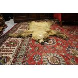Antique juvenile brown bear skin, mounted on brown fringed felt, 140cm x 56cm (a.f.), sold with