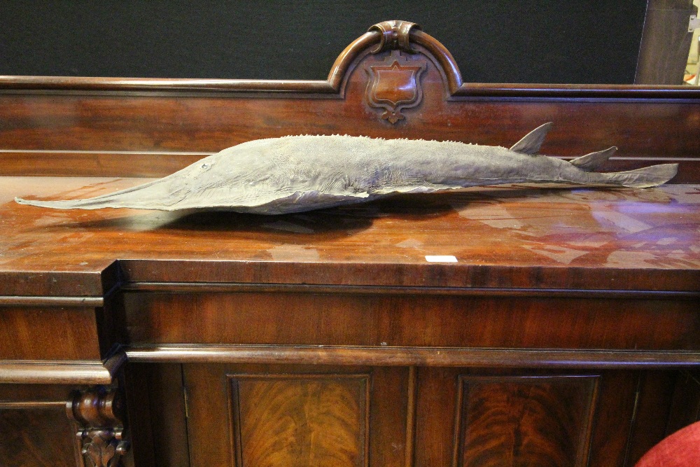 Antique Eagle Ray specimen, 128cm long (a.f.), sold with CITES A10 certificate - Image 2 of 3