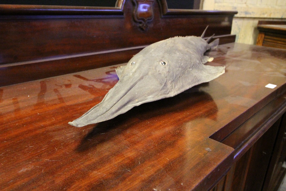 Antique Eagle Ray specimen, 128cm long (a.f.), sold with CITES A10 certificate