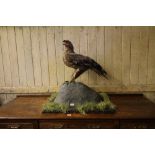 Spanish Eagle, mounted on naturalistic plinth, 74cm x 47cm x 75cm high, sold with CITES A10